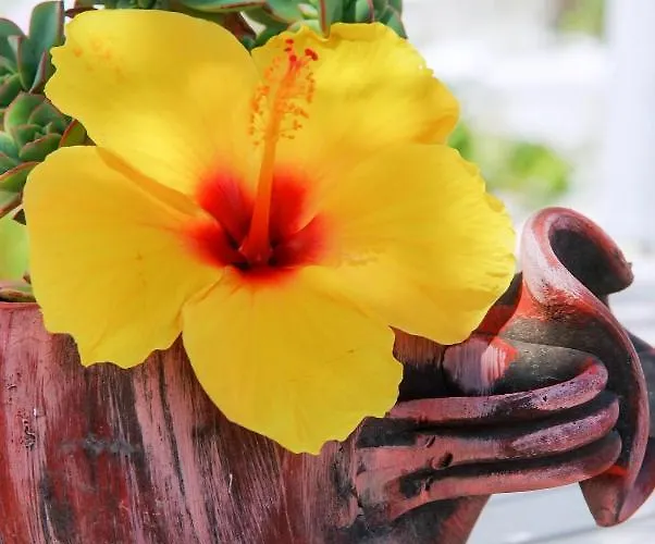 מלון דירות Rigas אדאמאס