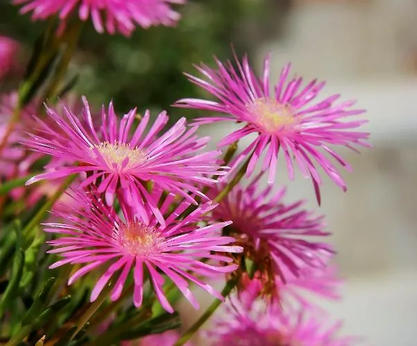 Rigas מלון דירות